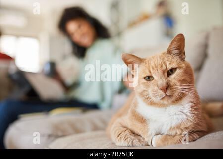Ingwerkatze sitzt mit seinem Besitzer auf dem Sofa Stockfoto