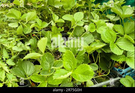 Erdbeerkeimlinge in Bechern auf dem Markt. Stockfoto