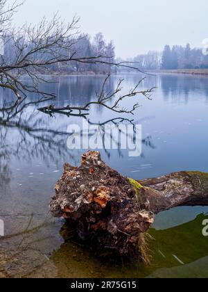 Totholz im eingedämmten Fluss Lech zwischen Meitingen und Thierhaupten Stockfoto