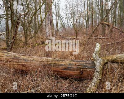 Totholz im eingedämmten Fluss Lech zwischen Meitingen und Thierhaupten Stockfoto