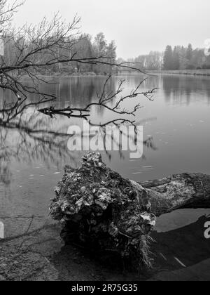 Totholz im eingedämmten Fluss Lech zwischen Meitingen und Thierhaupten Stockfoto