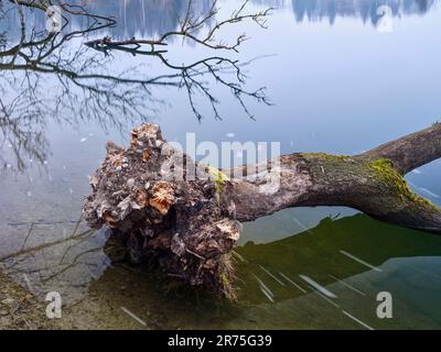 Totholz im eingedämmten Fluss Lech zwischen Meitingen und Thierhaupten Stockfoto