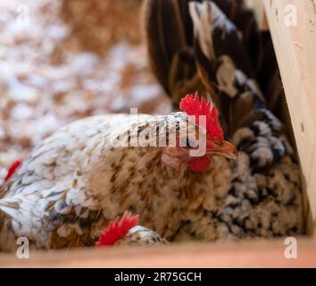 Schwedisches Blumenhuhn (Skansk blommehöna) „Svenska Lanthönkluppen“ auf einer Frühlingswiese Stockfoto