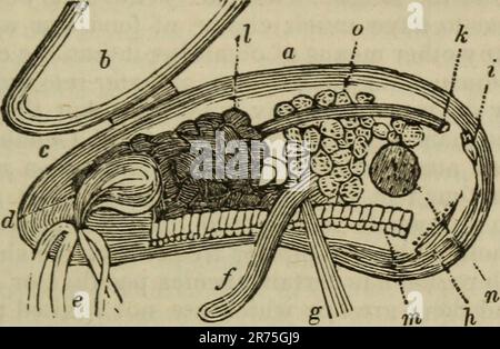 „Elemente der Zoologie oder Naturgeschichte der Tiere / Ausgabe durch D.M. Reese' (1849) Stockfoto