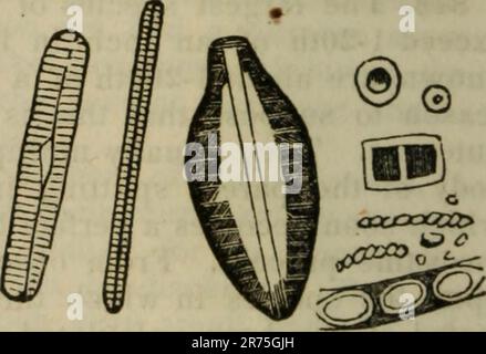 „Elemente der Zoologie oder Naturgeschichte der Tiere / Ausgabe durch D.M. Reese' (1849) Stockfoto