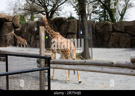 Angolanische Giraffe (Giraffa camelopardalis angolensis), auch bekannt als namibische Giraffe im Zoo von Philadelphia Stockfoto