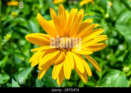 Feiner Wildblumen-Aster falsche Sonnenblume auf der Wiese, Foto bestehend aus Wildblumen-Aster falsche Sonnenblume bis Graswiesen, Stockfoto