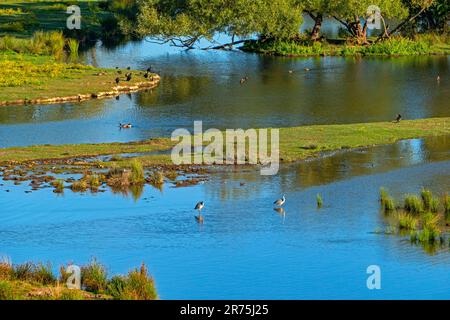 Das Biotop Beeden bei Homburg, Bliesgau, Saarland, Deutschland Stockfoto