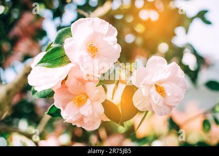 Nahaufnahme einer wunderschönen, blühenden, zarten, rosa Camellia japonica Stockfoto