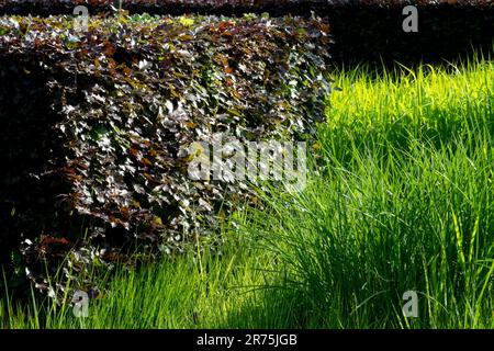 Europäische Buchenhecke Fagus sylvatica, Gras, Grenze Stockfoto