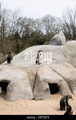 Eine Herde Humboldt-Pinguine im Zoo von Philadelphia. Der Humboldt-Pinguin ist ein mittelgroßer Pinguin. Lebt in Südamerika. Das Sortiment umfasst die meisten Stockfoto