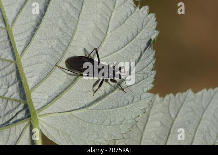 Maskierter Jäger (Reduvius personatus), Familien-Killer-Käfer (Reduviidae). Auf der Unterseite eines Blatts. Holländischer Garten, Juni Niederlande Stockfoto