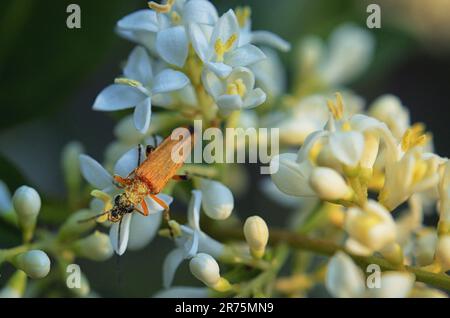 Makro eines weiblichen Schenkelblumenkäfers, Oedemera Nobilis Stockfoto