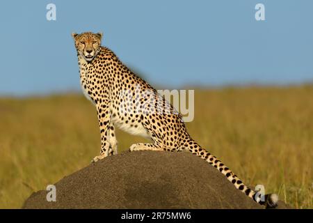 Cheetah (Acinonyx jubatus) auf einem Termitenhügel, Maasai Mara Game Reserve, Kenia. Stockfoto