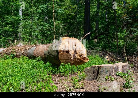 Stumpf und Fragment des Stamms eines im Wald zersägten großen Baumes. Stockfoto