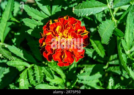 Feine Wildblumen-Ringelblume-Känguru auf der Wiese, Foto bestehend aus Wildblumen-Ringelblume-Känguru bis Graswiesen, Wildg Stockfoto