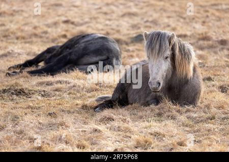 Islandpferd, das auf einer Wiese in Island ruht Stockfoto