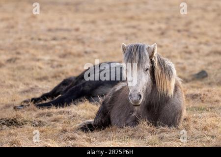 Islandpferd, das auf einer Wiese in Island ruht Stockfoto