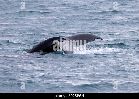 Die Schwanzflosse eines Buckelwals während einer Walbeobachtungstour ab Olafsvik in Island Stockfoto