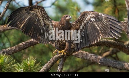 Ein unreifer amerikanischer Weißkopfseeadler. Stockfoto