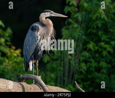 Ein großer blauer Reiher auf einem Baumstamm. Stockfoto