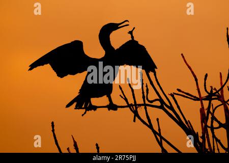 Ein Kormoran mit Doppelkämmen, hoch oben auf einem Ast Stockfoto