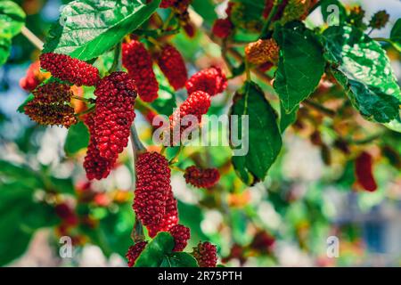 Früchte von schwarzen und roten Maulbeeren oder Maulbeeren in den Sonnenstrahlen, die ersten Frühlingsbeeren. Singt auf Zweigen, Gartenbau in der Ägäis Stockfoto