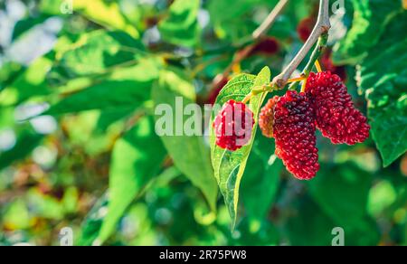 Reife Maulbeeren auf den Zweigen eines Baumes oder eines Maulbeerbaums in der Sonne, die ersten Frühlingsbeeren. Singt auf Zweigen, Gartenbau in der Ägäis Stockfoto