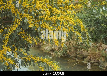 Blühender goldener Heuschrecken auf einem Kanal im Park, verschwommener Fokus, Frühling. Idee für Hintergrund mit Ort für Text, Zeit für Urlaub oder Reisen. Stockfoto