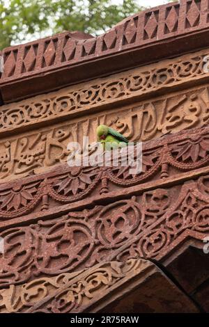 Ein grüner Papagei hoch oben auf einer kunstvoll verzierten Mauer im Qutab Minar Komplex. Indien. Stockfoto