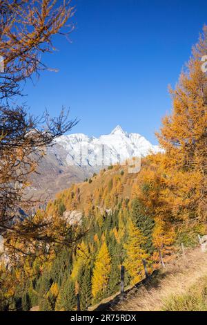 Der schneebedeckte Großglockner erhebt sich im goldenen Oktober durch die bunten Lärchen, die Großglockner High Alpine Road im Herbst Stockfoto