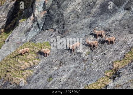 Alpenibex, Capra ibex Traverse in felsigem Gelände Stockfoto