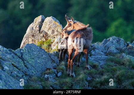 Chamois, Rupicapra rupicapra, Mutter mit jungen auf felsigem Boden, von hinten Stockfoto