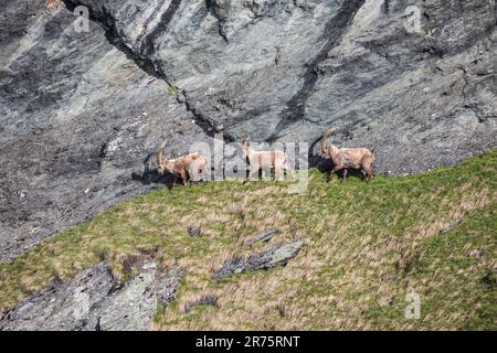 Alpenibex, Capra ibex Traverse in felsigem Gelände Stockfoto