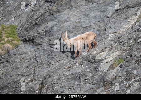 Alpenibex, Capra ibex Traverse in felsigem Gelände Stockfoto