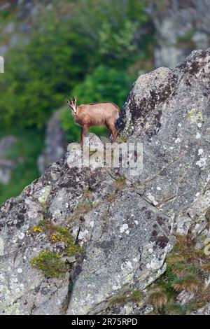 Chamois, Rupicapra rupicapra in den Vogesen, halten Ausschau Stockfoto