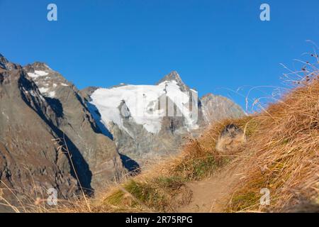 Marmot, marmota marmota beim Bau vor Großglockner Stockfoto