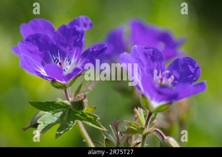 Holzkranke, Geranium sylvaticum, Nahaufnahme Stockfoto