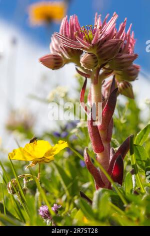 Berghaus-Lauch, Sempervivum montanum auf einer Blumenwiese Stockfoto