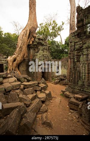 Der TA Prohm Komplex wurde von Jayavarman VII als buddhistisches Kloster erbaut. Der Tempel ist berühmt für seine spektakulären Tempel, die mit Würgerfeigen überwuchert sind. Stockfoto