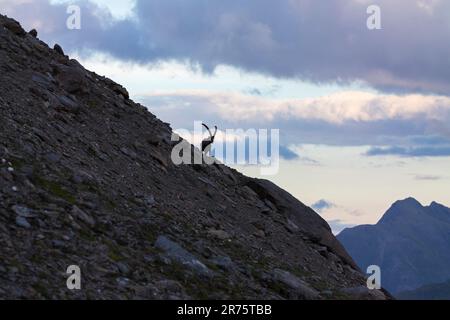Alpenibex, Capra ibex Silhouetted on Scree Mountain, Stockfoto