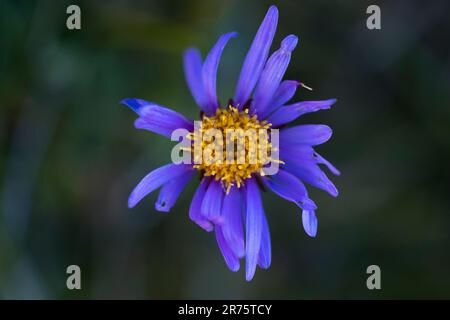 Blaue alpine Gänseblümchen, Aster alpinus, Nahaufnahme von oben Stockfoto