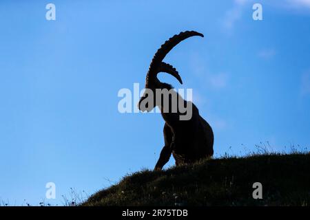 Alpenibex, Capra ibex, die auf einer Bergwiese sitzt, Silhouette, seitlich Stockfoto