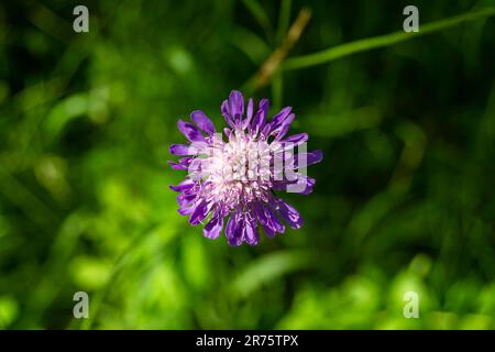 Feine Wildblumen-Ostern echinops auf einer Wiese im Hintergrund, Foto bestehend aus Wildblumen-Ostern echinops bis Graswiesen, Wildpflanzen f Stockfoto