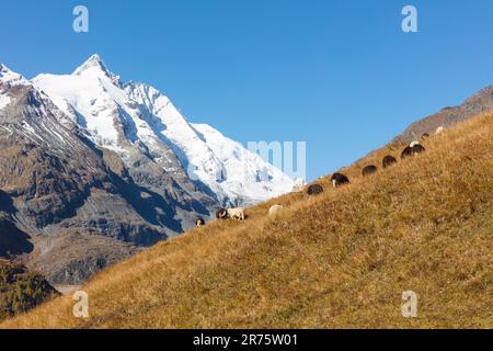 Schafherde auf der Grossglockner High Alpine Road im Herbst, im Hintergrund der schneebedeckte Großglockner, blauer Himmel Stockfoto