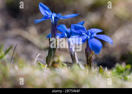 Frühlingsenzian, Gentiana verna, Nahaufnahme, Seitenansicht Stockfoto