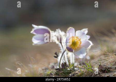 Frühlingspasque-Blume, Pulsatilla vernalis, Nahaufnahme im Hintergrund Stockfoto