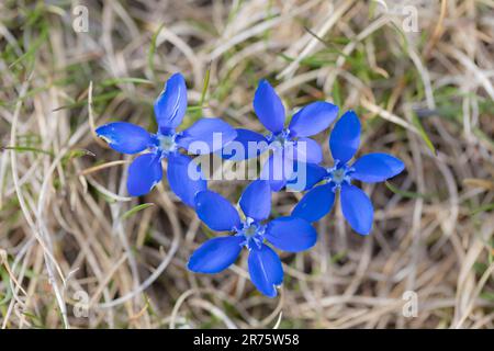 Frühlingsenzian, Gentiana verna, aus der Nähe von oben Stockfoto