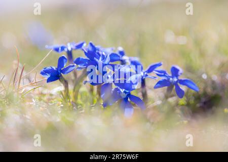 Frühlings-Enzian, Gentiana verna, Nahaufnahme im Hintergrund Stockfoto