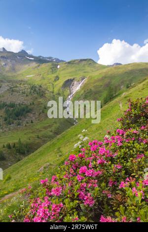 Rostige Alpenrose, Alpenbusch, Rhododendron ferrugineum im Vordergrund vor Bergkulisse mit Bach Stockfoto
